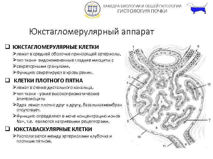 Гистология почки схема