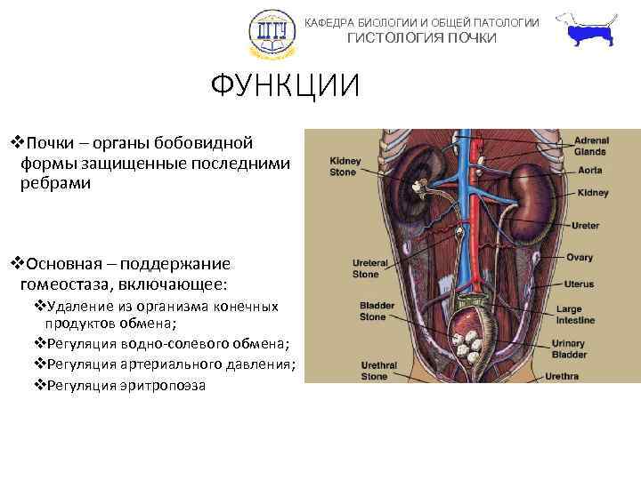 КАФЕДРА БИОЛОГИИ И ОБЩЕЙ ПАТОЛОГИИ ГИСТОЛОГИЯ ПОЧКИ ФУНКЦИИ v. Почки – органы бобовидной формы