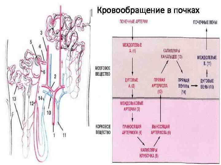 Кровообращение в почках 