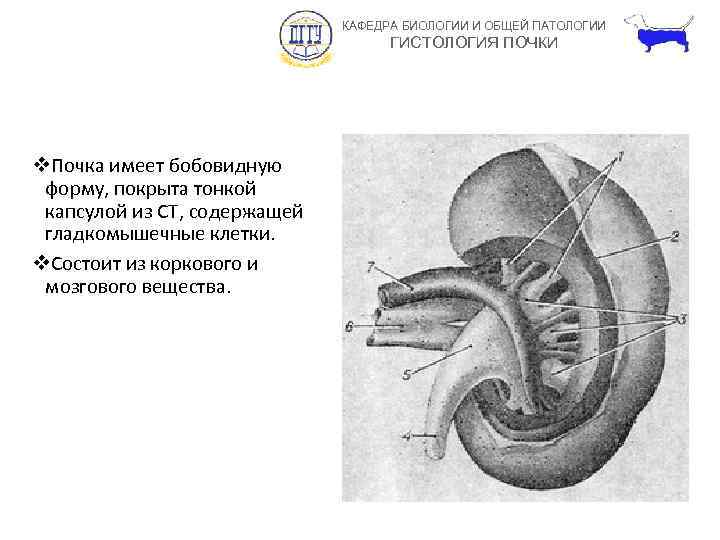 КАФЕДРА БИОЛОГИИ И ОБЩЕЙ ПАТОЛОГИИ ГИСТОЛОГИЯ ПОЧКИ v. Почка имеет бобовидную форму, покрыта тонкой