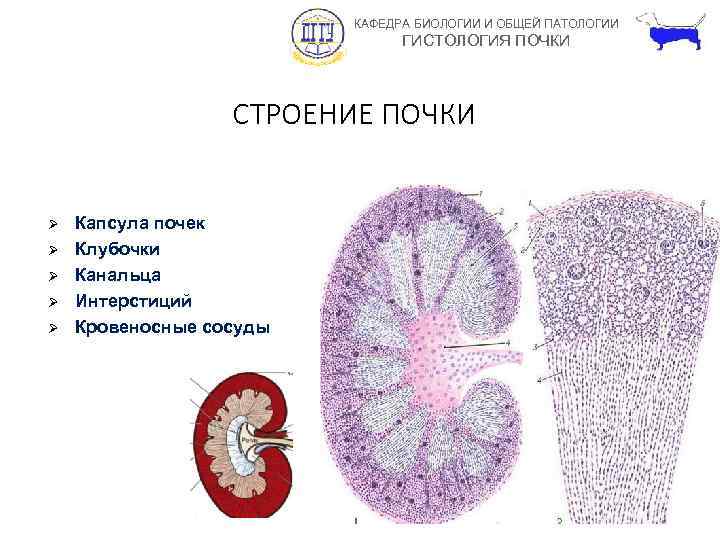 КАФЕДРА БИОЛОГИИ И ОБЩЕЙ ПАТОЛОГИИ ГИСТОЛОГИЯ ПОЧКИ СТРОЕНИЕ ПОЧКИ Ø Ø Ø Капсула почек