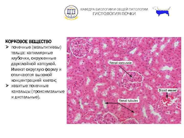 КАФЕДРА БИОЛОГИИ И ОБЩЕЙ ПАТОЛОГИИ ГИСТОЛОГИЯ ПОЧКИ КОРКОВОЕ ВЕЩЕСТВО Ø почечные (мальпигиевы) тельца: капиллярные