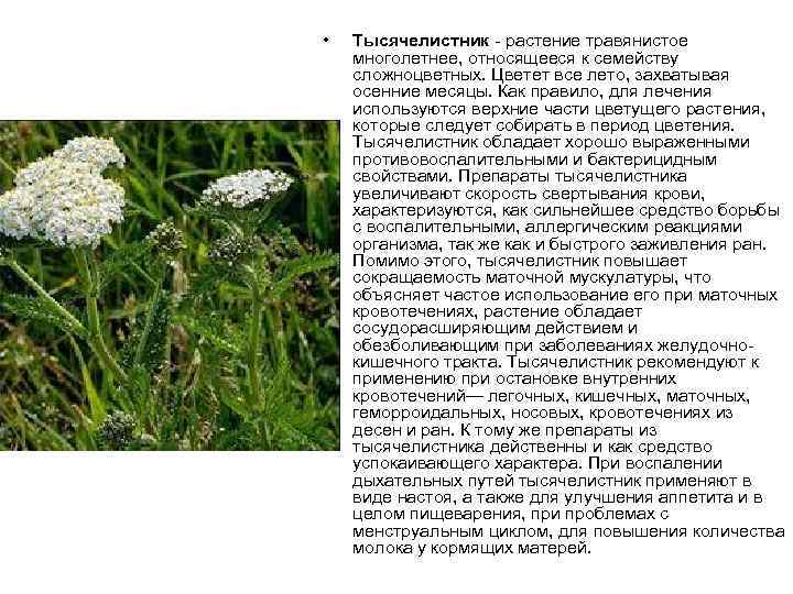  • Тысячелистник растение травянистое многолетнее, относящееся к семейству сложноцветных. Цветет все лето, захватывая