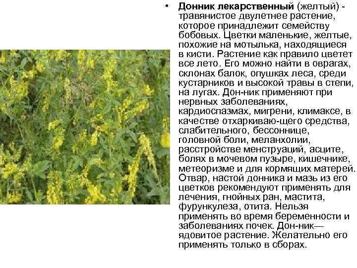  • Донник лекарственный (желтый) травянистое двулетнее растение, которое принадлежит семейству бобовых. Цветки маленькие,