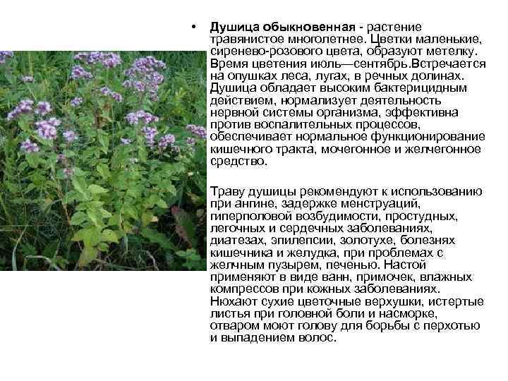 Лекарственные растения красноярского края фото и описание
