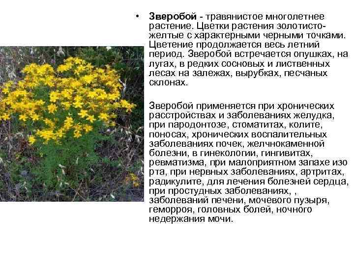  • Зверобой травянистое многолетнее растение. Цветки растения золотисто желтые с характерными черными точками.