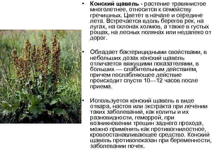 • Конский щавель растение травянистое многолетнее, относится к семейству гречишных. Цветет в начале