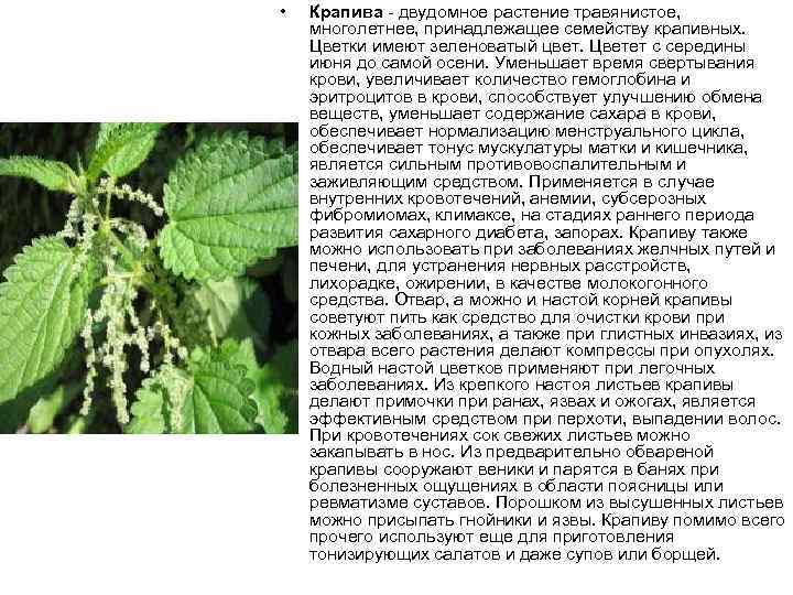  • Крапива двудомное растение травянистое, многолетнее, принадлежащее семейству крапивных. Цветки имеют зеленоватый цвет.