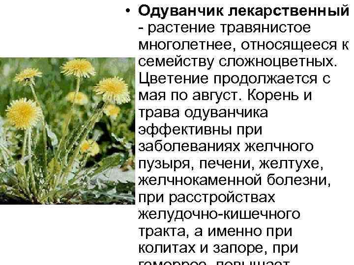  • Одуванчик лекарственный растение травянистое многолетнее, относящееся к семейству сложноцветных. Цветение продолжается с
