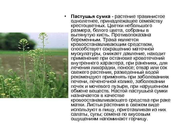  • Пастушья сумка растение травянистое однолетнее, принадлежащее семейству крестоцветных. Цветки небольшого размера, белого