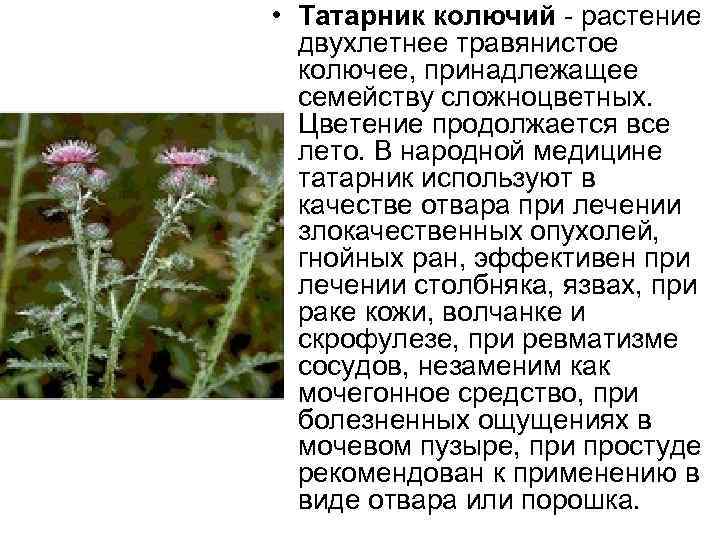  • Татарник колючий растение двухлетнее травянистое колючее, принадлежащее семейству сложноцветных. Цветение продолжается все