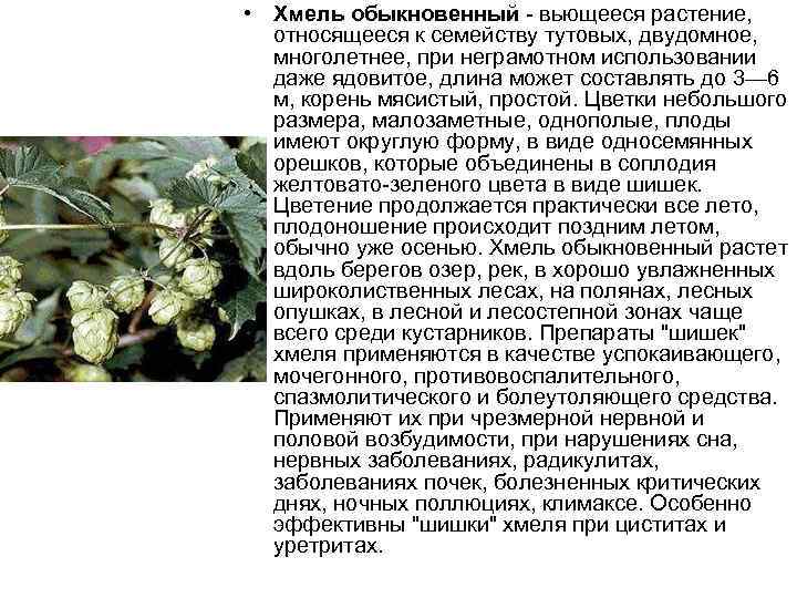  • Хмель обыкновенный вьющееся растение, относящееся к семейству тутовых, двудомное, многолетнее, при неграмотном