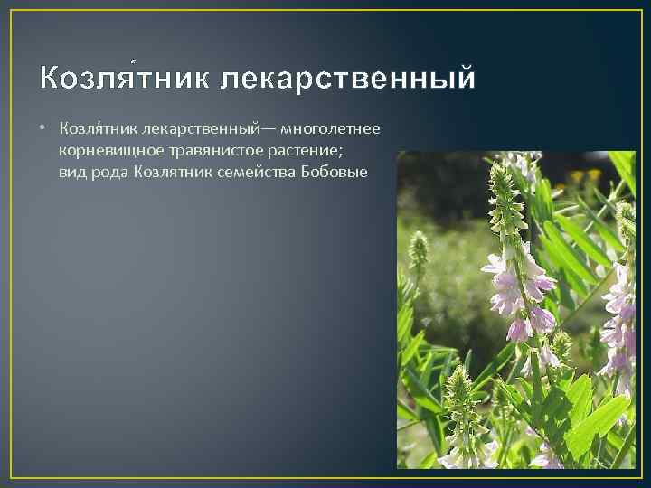 Лечебные травы ростовской области фото и название