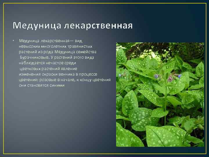 Медуница лекарственная • Медуница лекарственная— вид невысоких многолетних травянистых растений из рода Медуница семейства