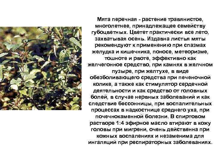 Мята перечная - растение травянистое, многолетнее, принадлежащее семейству губоцветных. Цветет практически все лето, захватывая