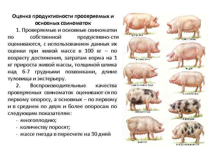 Оценка свиней