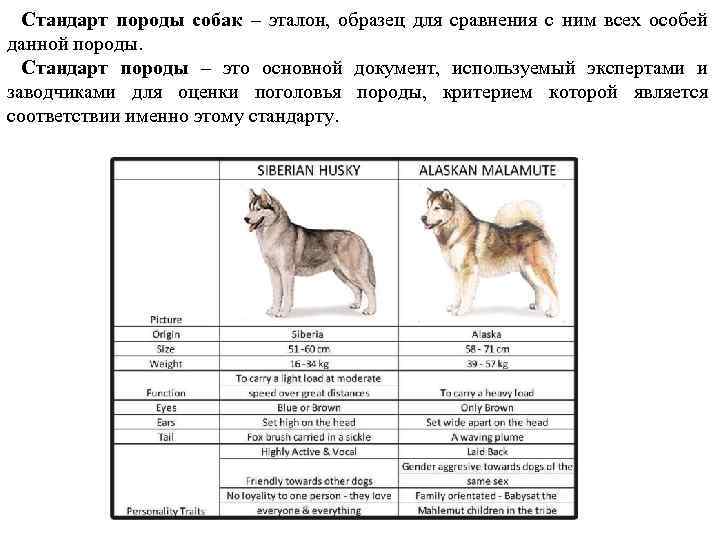 Стандарт породы собак – эталон, образец для сравнения с ним всех особей данной породы.