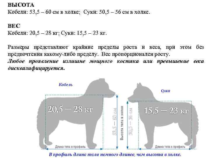 ВЫСОТА Кобели: 53, 5 – 60 см в холке; Суки: 50, 5 – 56