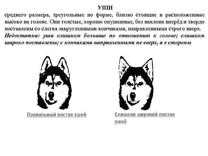 УШИ среднего размера, треугольные по форме, близко стоящие и расположенные высоко на голове. Они