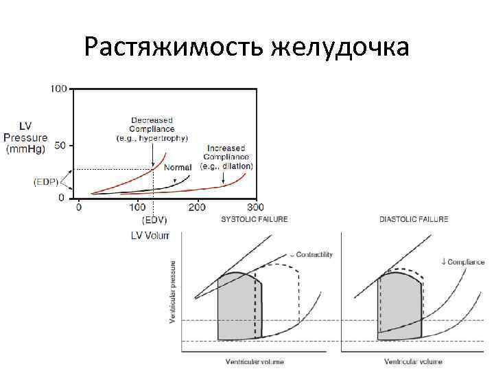 Растяжимость желудочка 