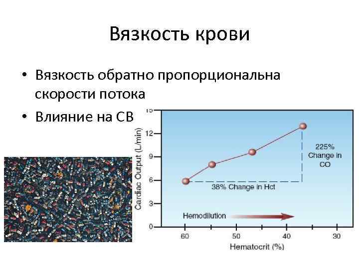 Вязкость крови • Вязкость обратно пропорциональна скорости потока • Влияние на СВ 