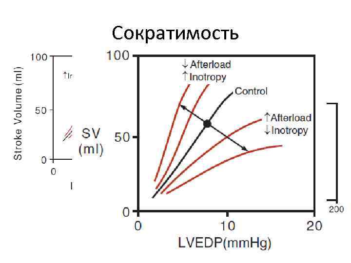 Сократимость 