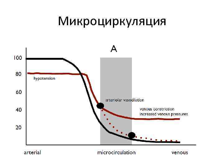 Микроциркуляция 