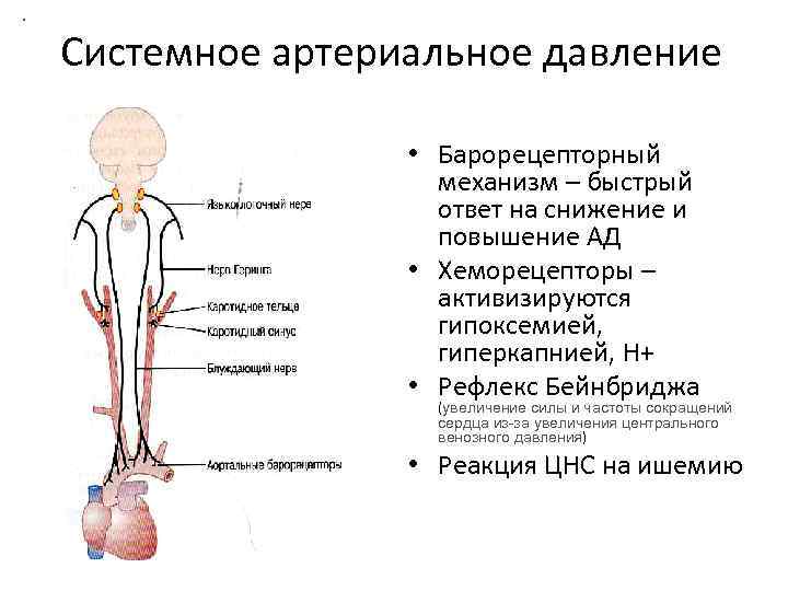 . Системное артериальное давление • Барорецепторный механизм – быстрый ответ на снижение и повышение