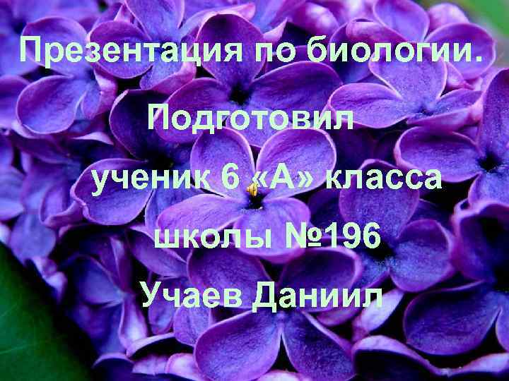 Презентация по биологии. Подготовил ученик 6 «А» класса школы № 196 Учаев Даниил 