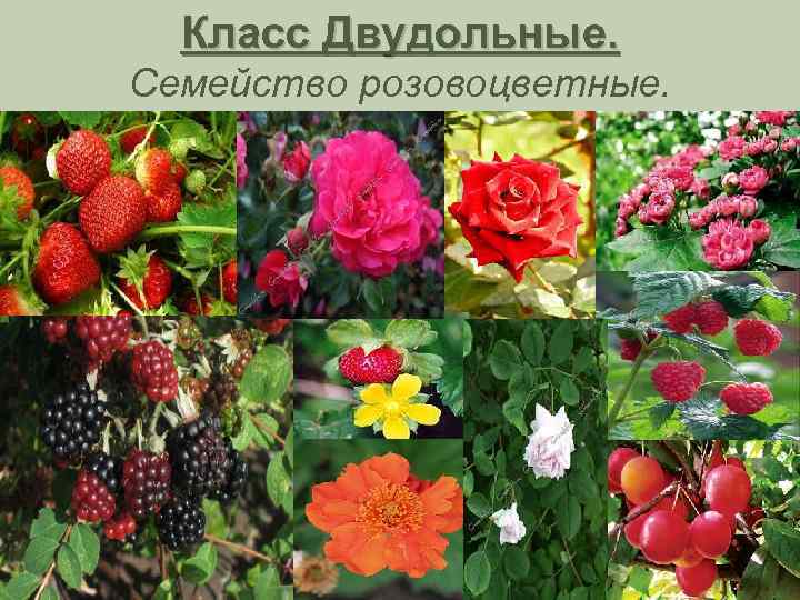 Класс Двудольные. Семейство розовоцветные. 