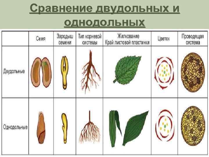 Биология двудольные и однодольные растения