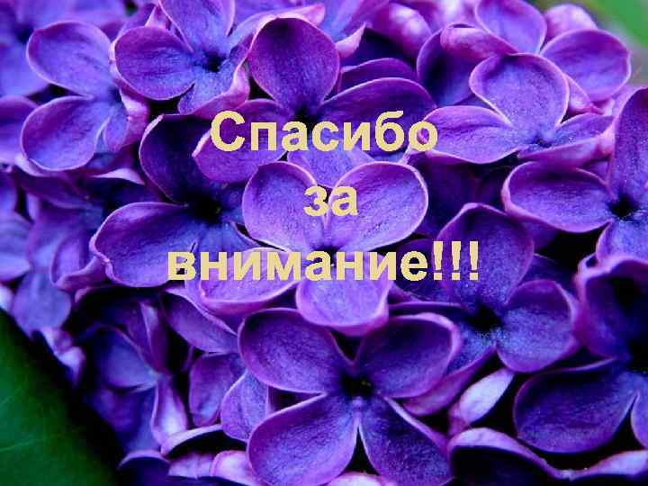 Спасибо за внимание!!! 