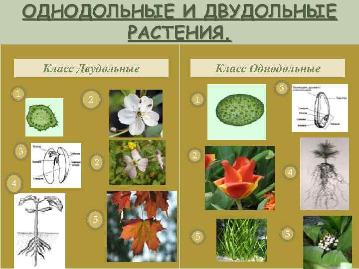 Выбери картинки на которых представлены семена однодольных растений