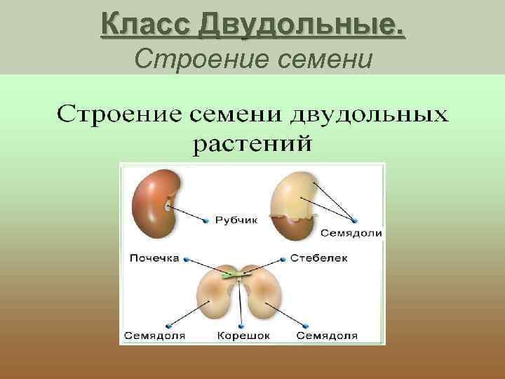 Строение семян 6. Внешнее и внутреннее строение семени фасоли. Строение семени фасоли 6 класс. Строение семени 6 класс биология. Строение семени фасоли 6 класс биология.