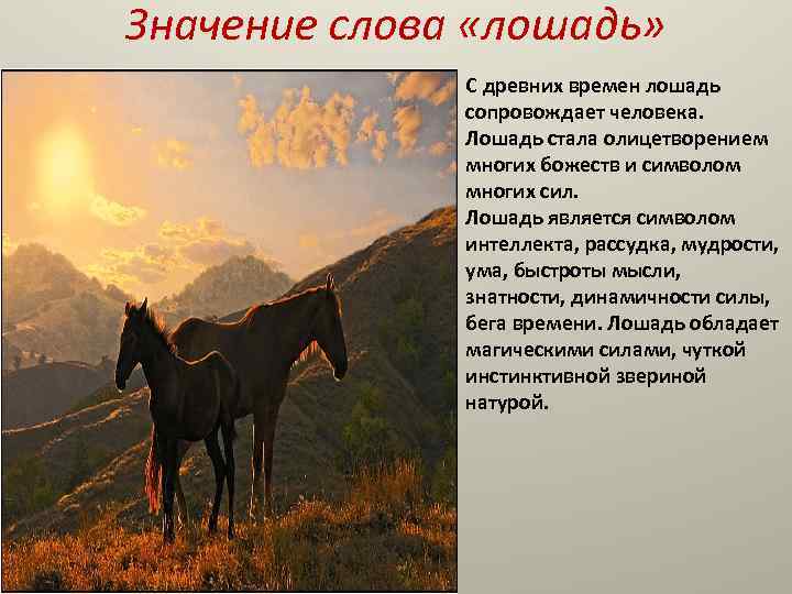 Текст про лошадей. Что символизирует лошадь. Слово лошадь. Лучшие речи кони