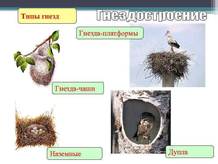 Типы гнезд Гнезда-платформы Гнезда-чаши Наземные Дупла 