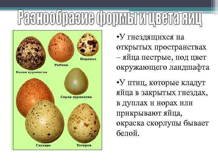  • У гнездящихся на открытых пространствах – яйца пестрые, под цвет окружающего ландшафта