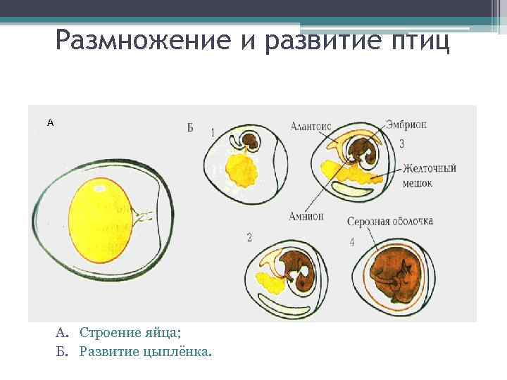 Размножение и развитие птиц А А. Строение яйца; Б. Развитие цыплёнка. 