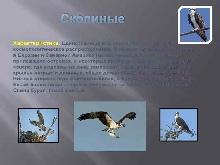 Многообразие птиц 8 класс. Многообразие птиц. Скопиные птицы представители. Разнообразие птиц сообщение. Разнообразие птиц кратко.