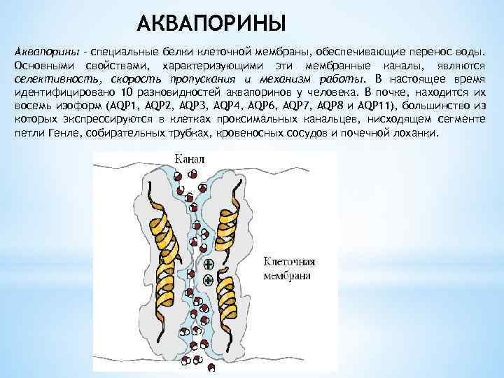 АКВАПОРИНЫ Аквапорины – специальные белки клеточной мембраны, обеспечивающие перенос воды. Основными свойствами, характеризующими эти