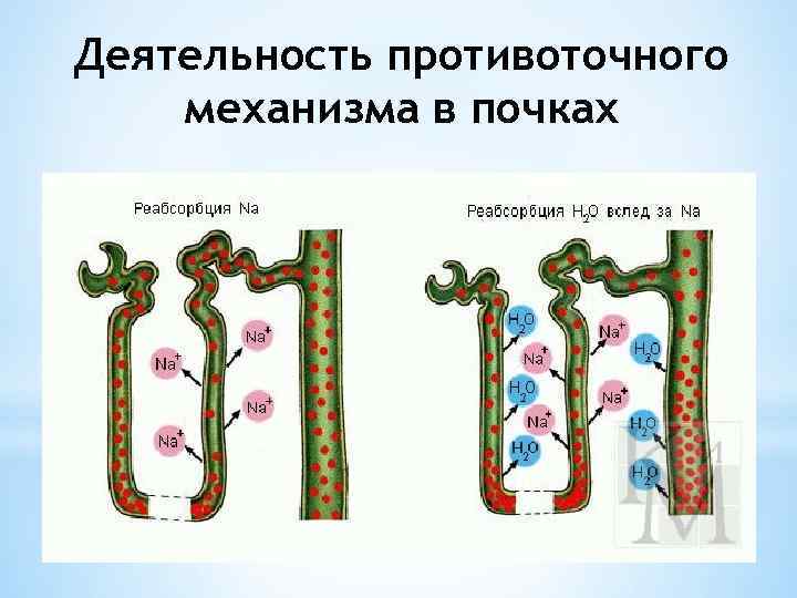 Схема поворотно противоточной множительной системы почек