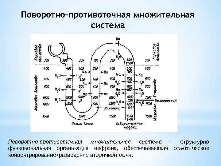 Схема поворотно противоточной множительной системы почек