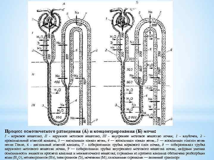 Процесс осмотического разведения (А) и концентрирования (Б) мочи: I - корковое вещество, II -