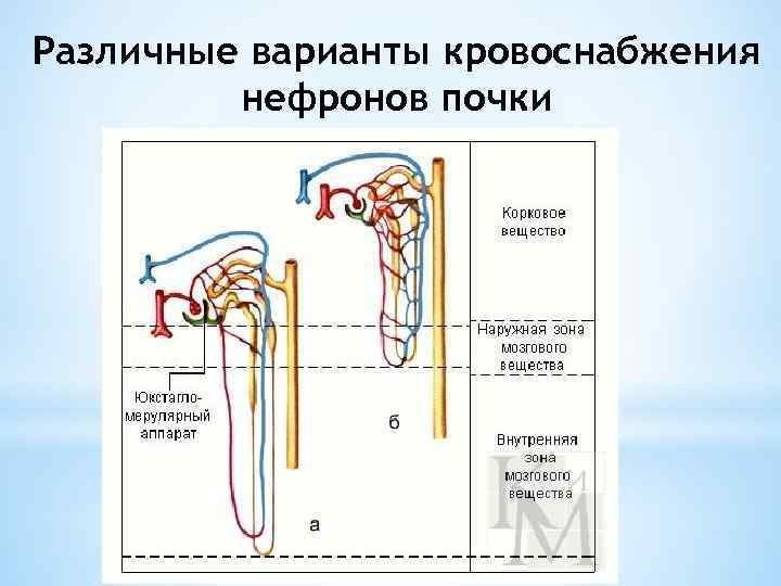 Опишите работу нефрона по следующему плану как