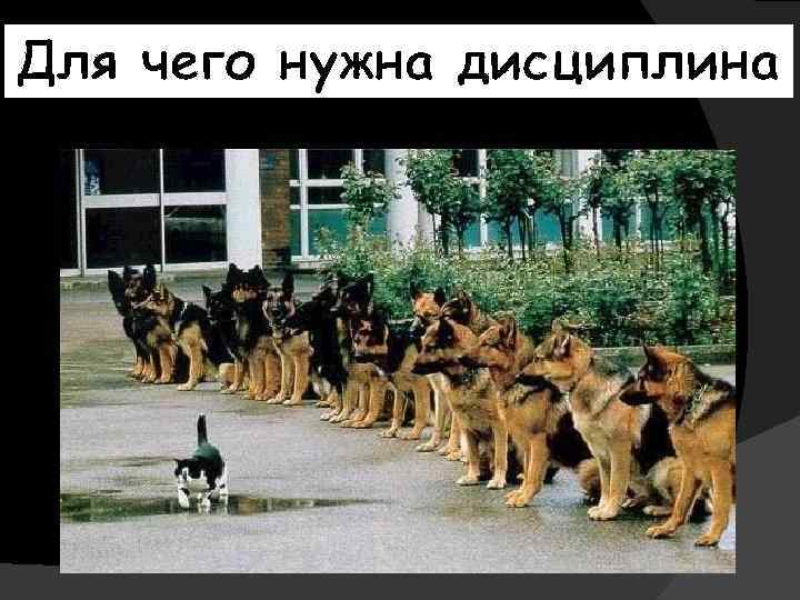 Для чего нужна дисциплина 