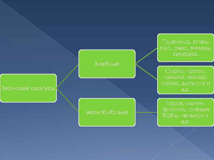 Пшеница, рожь, рис, овес, ячмень, кукуруза. Хлебные Сорго, просо, чумиза, могар, пайза, дагусса и