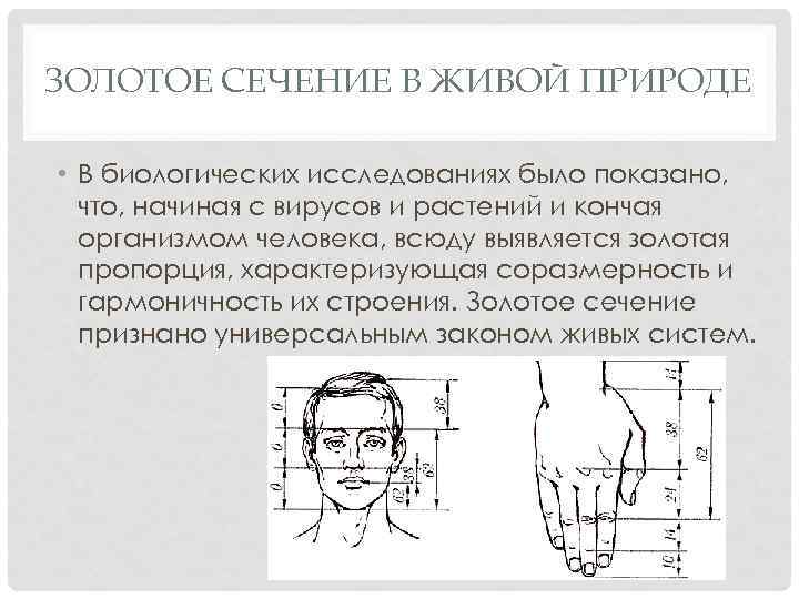 Метод золотого сечения блок схема