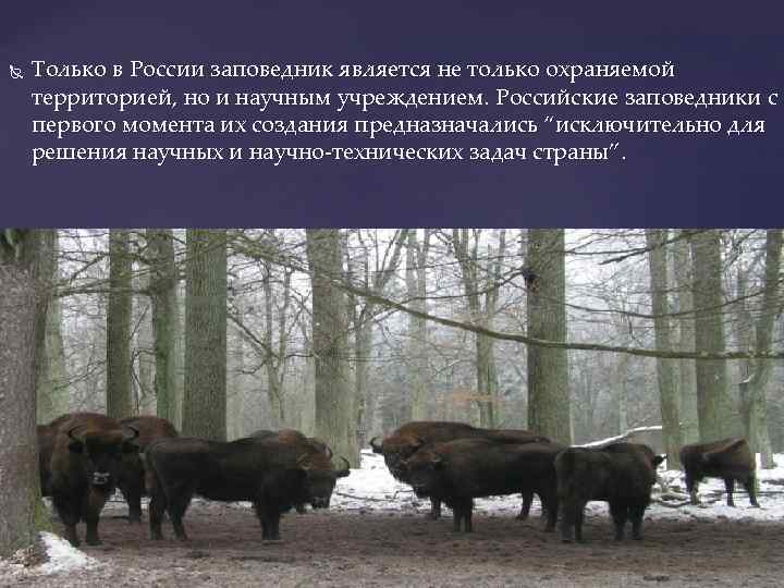  Только в России заповедник является не только охраняемой территорией, но и научным учреждением.