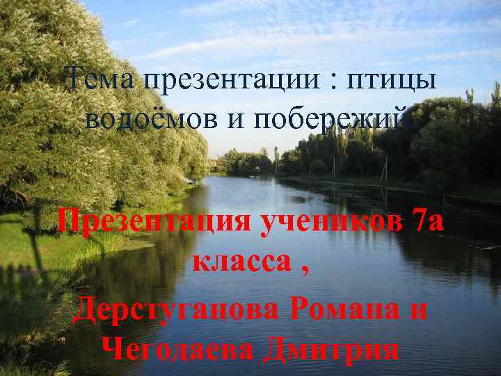 Тема презентации : птицы водоёмов и побережий. Презентация учеников 7 а класса , Дерстуганова