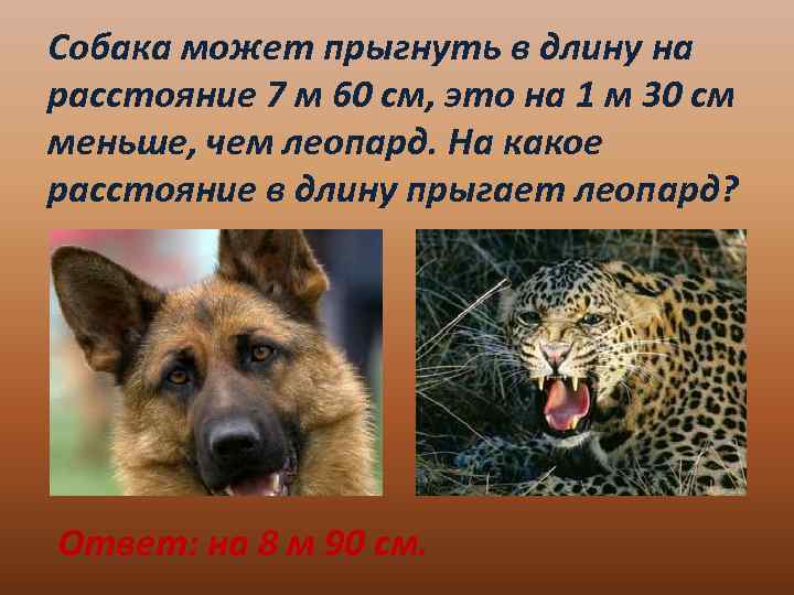 Собака может прыгнуть в длину на расстояние 7 м 60 см, это на 1